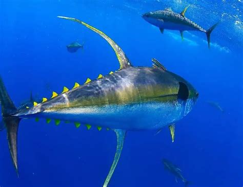15 Different Types of Tuna Species .